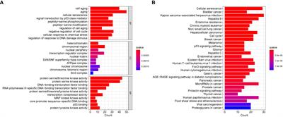 Leveraging senescence-oxidative stress co-relation to predict prognosis and drug sensitivity in breast invasive carcinoma